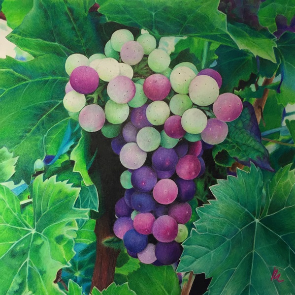VeraiZin Colored Pencil Drawing